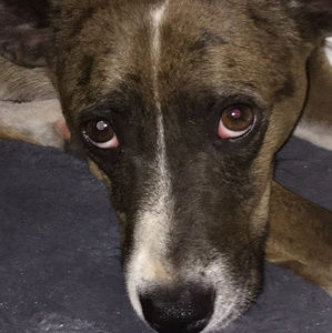 Meet your Posher, Cheetah_man18